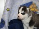 Chiot husky sib&eacute;rien &agrave; adopter 
