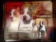 American Staffordshire Terrier &ndash; Magnifiques Chiots