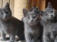 Chatons chatreux &agrave; donner 