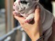 Chiot bouledogue fran&ccedil;ais disponibles 