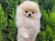 Chiot Spitz nain Pom&eacute;ranie disponibles 