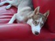 A donner contre bon soin Chiot husky sib&eacute;rien 
