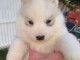 Chiot husky sib&eacute;rien &agrave; adopter 