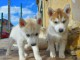 Chiot husky sib&eacute;rien &agrave; adopter 