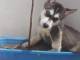 Je donne chiot husky sib&eacute;rien 