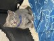 Chatons Chartreux a donner 