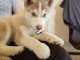 Je donne chiot husky sib&eacute;rien 