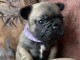 Chiot bouledogue fran&ccedil;ais 