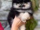 Magnifique chiots spitz nain Pom&eacute;ranie 
