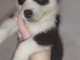 Adoption chiot sib&eacute;rien husky 