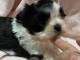 Chiot Shih Tzu &agrave; donner 