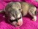 Chiot husky sib&eacute;rien &agrave; adopter 