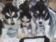 Chiot husky sib&eacute;rien &agrave; adopter 