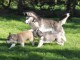 Je donne chiot husky sib&eacute;rien 