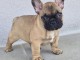Chiot Bouledogue Fran&ccedil;ais a donner