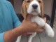 Beagle chiots &agrave; vendre