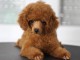 Chiots Toy Poodle &agrave; vendre