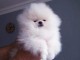 Chiot Spitz nain Pom&eacute;ranie disponibles 