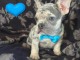 Chiot bouledogue fran&ccedil;ais disponibles pour adoption 