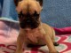 Adoption chiot bouledogue fran&ccedil;ais 