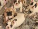 Dons chiot bouledogue fran&ccedil;ais disponibles 