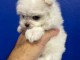 Chiot bichon maltais &agrave; donner 