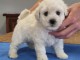 Chiot bichon fris&eacute; adopter 