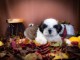 Chiot Shih Tzu &agrave; donner 