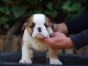 Beaux chiots Bulldog Anglais