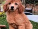 Chiot caniche &agrave; vendre