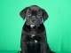 Cane Corso chiots &agrave; vendre