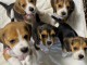 Magnifiques Chiots d&rsquo;apparence Beagles