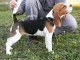 Beagle femelle &agrave; vendre