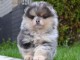 Chiot Spitz nain &agrave; donner 