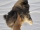 Chiot m&acirc;le Pomeranian Spitz