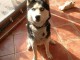 Adopter chiot husky pr&ecirc;t 