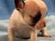 Chiot bouledogue fran&ccedil;ais disponibles 