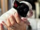 Bouledogue fran&ccedil;ais a donner 