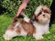 Chiot Shih Tzu &agrave; donner 