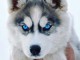 Chiot husky sib&eacute;rien &agrave; vendre urgent 
