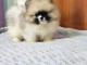 Chiot Spitz allemand &agrave; donner 