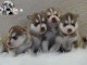 Adoption chiot husky sib&eacute;rien 