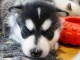 Je donne chiot husky m&acirc;le 