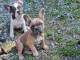 Je donne chiot bouledogue fran&ccedil;ais 