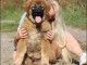 Chiot m&acirc;le de Berger du Caucase