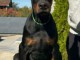 DOBERMAN chiots &agrave; vendre