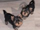 Je donne chiot yorkshire terrier 