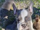 Chiot bouledogue fran&ccedil;ais aux yeux bleus 
