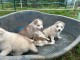 Dond chiot sib&eacute;rien husky 