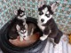 Je donne chiot husky sib&eacute;rien 